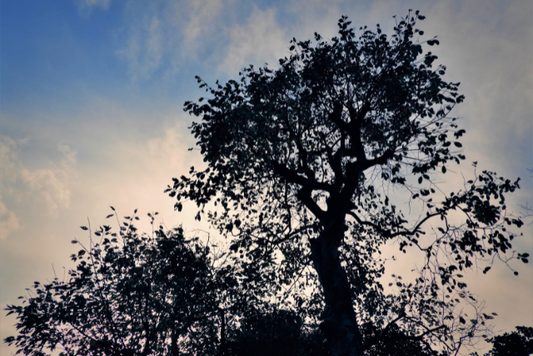 冬は認知症リスクが高まる？寒さと脳の意外な関係